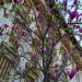 Magnolia à Nice
