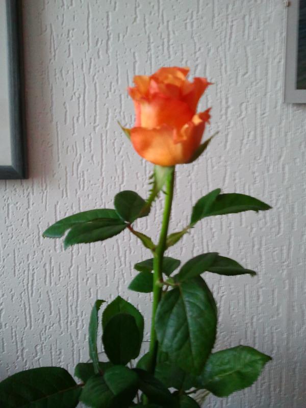 Ma rose pour octobre