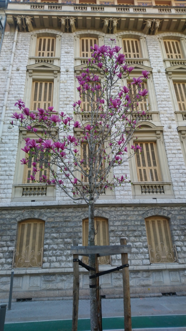 Le temps des magnolias à Nice