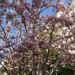 Premier magnolia en fleurs